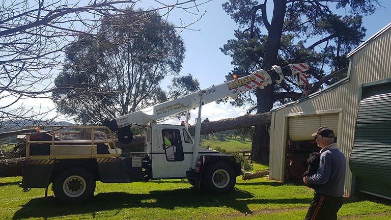 Remove tree from shed in Tynong Nth